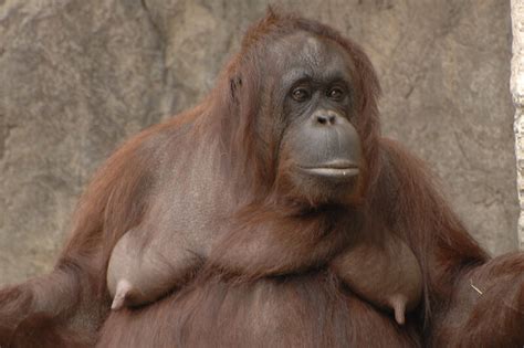 orangutan tits|orangutang titties Search